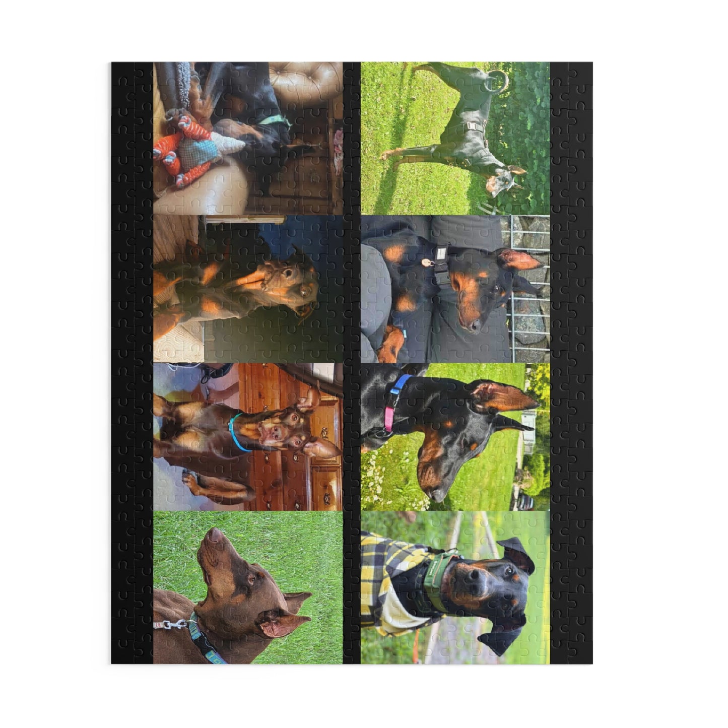 Limited Edition Doberman Community Jigsaw Puzzle 6