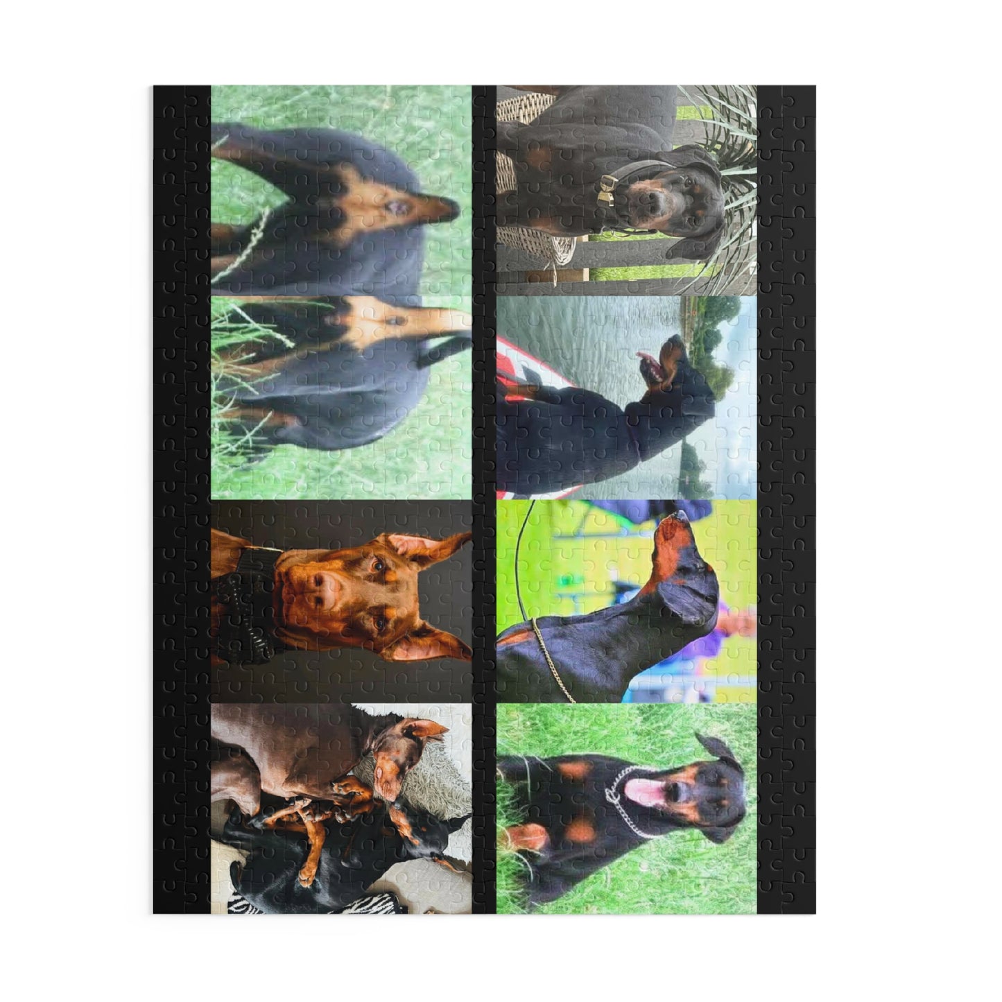 Limited Edition Doberman Community Jigsaw Puzzle 8