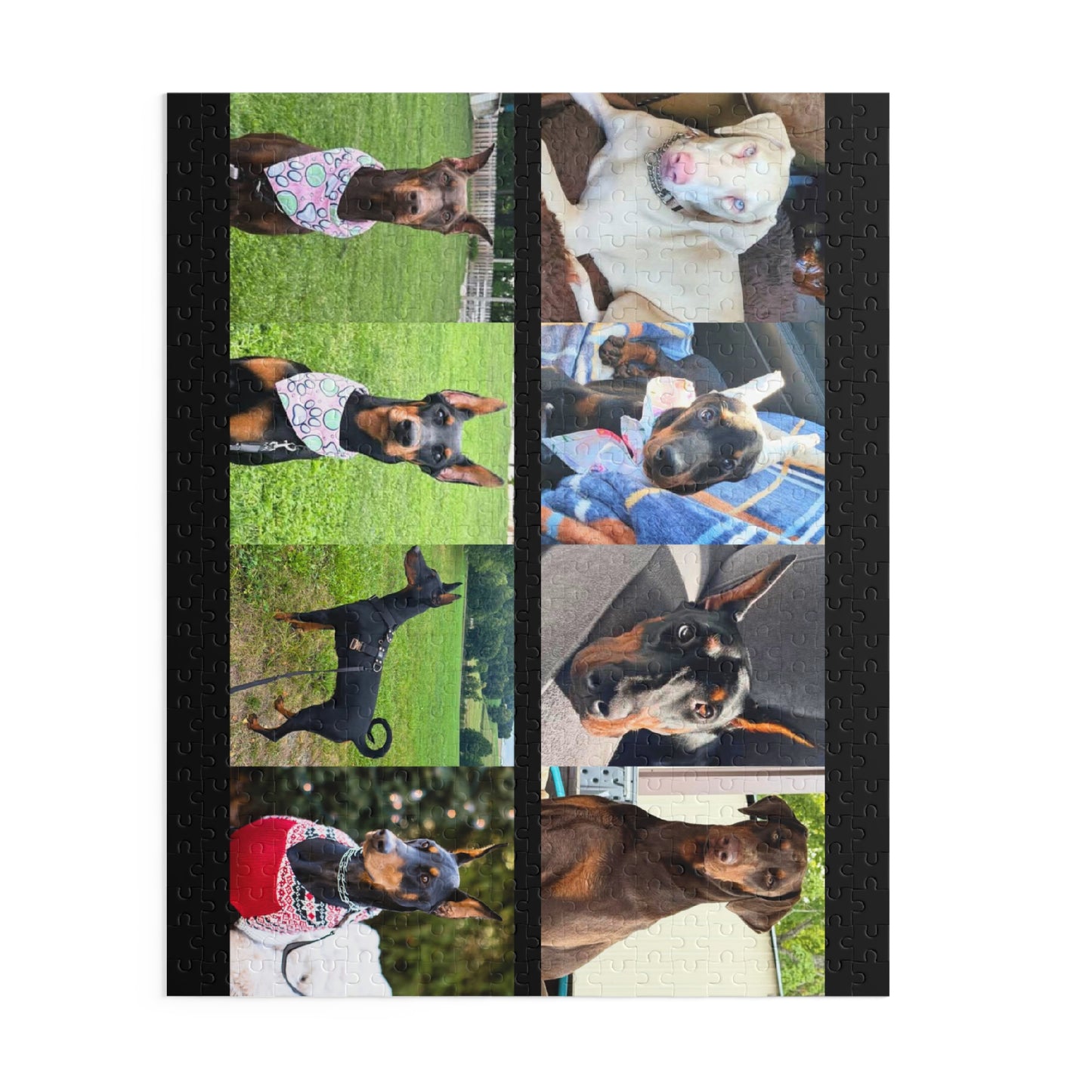 Limited Edition Doberman Community Jigsaw Puzzle 7