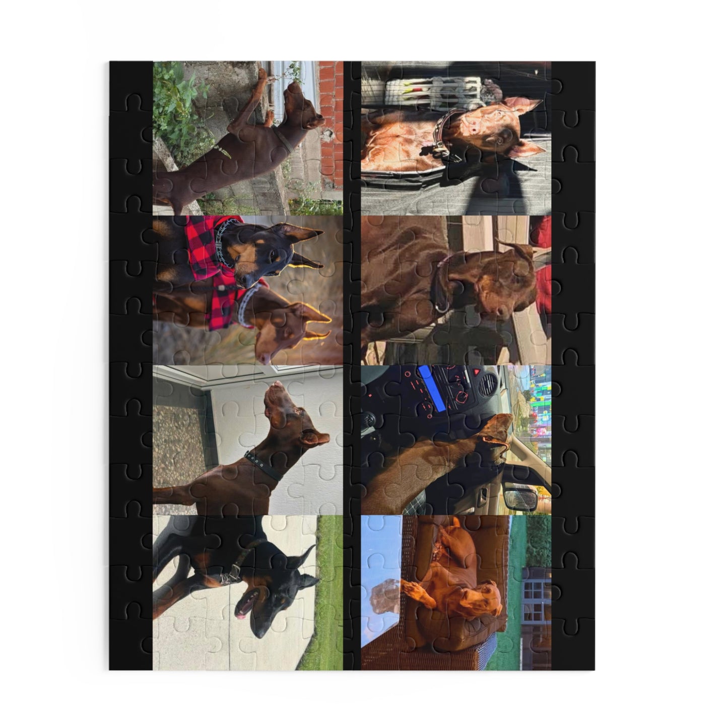 Limited Edition Doberman Community Jigsaw Puzzle 5