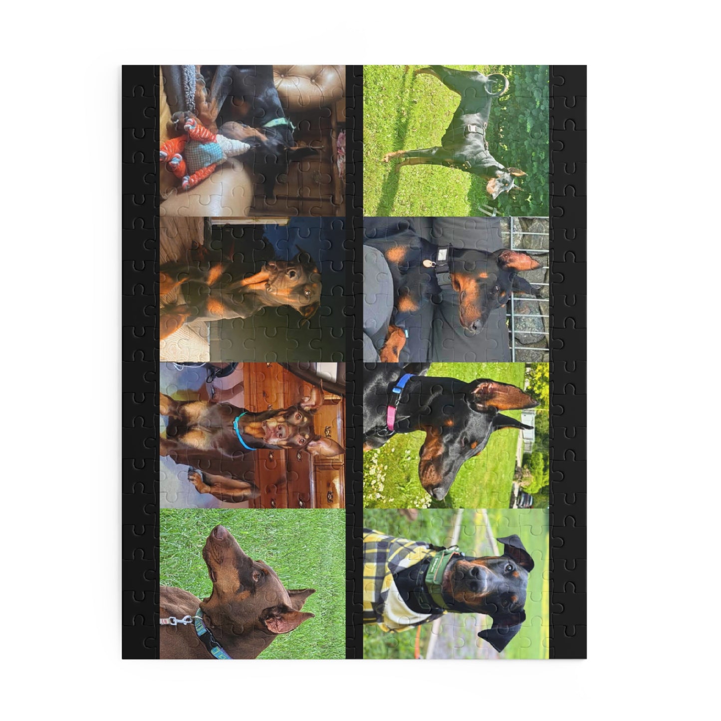 Limited Edition Doberman Community Jigsaw Puzzle 6