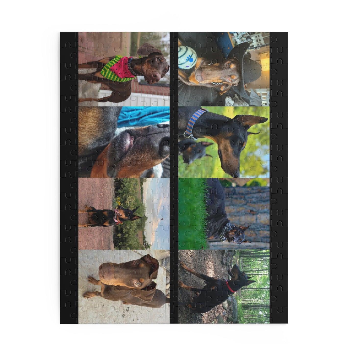 Limited Edition Doberman Community Jigsaw Puzzle 1