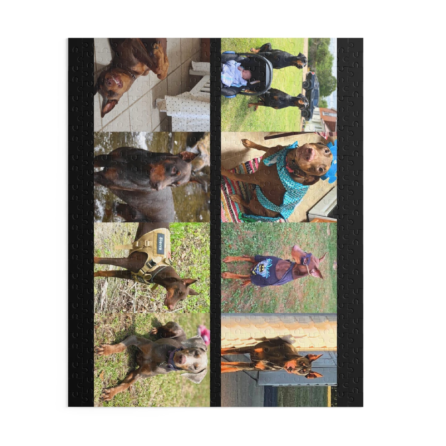 Limited Edition Doberman Community Jigsaw Puzzle 11