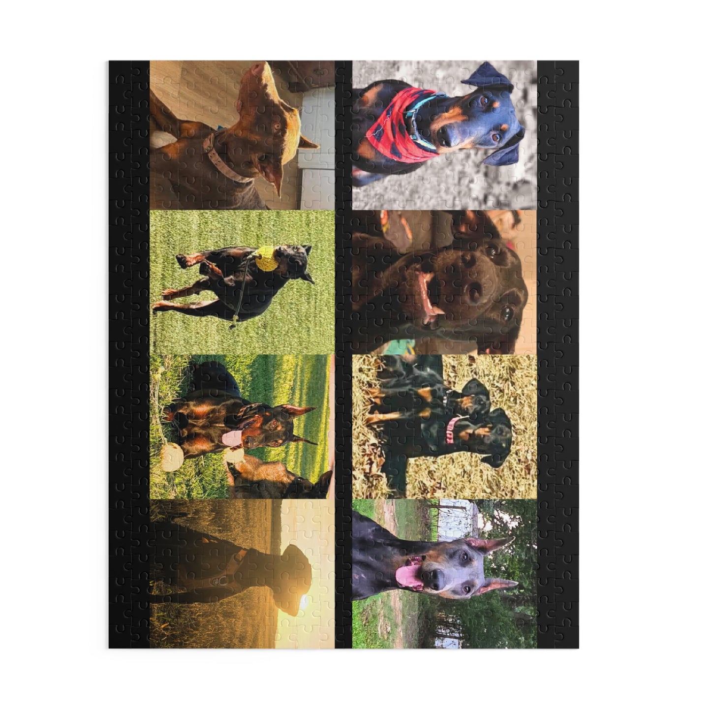 Limited Edition Doberman Community Jigsaw Puzzle 13
