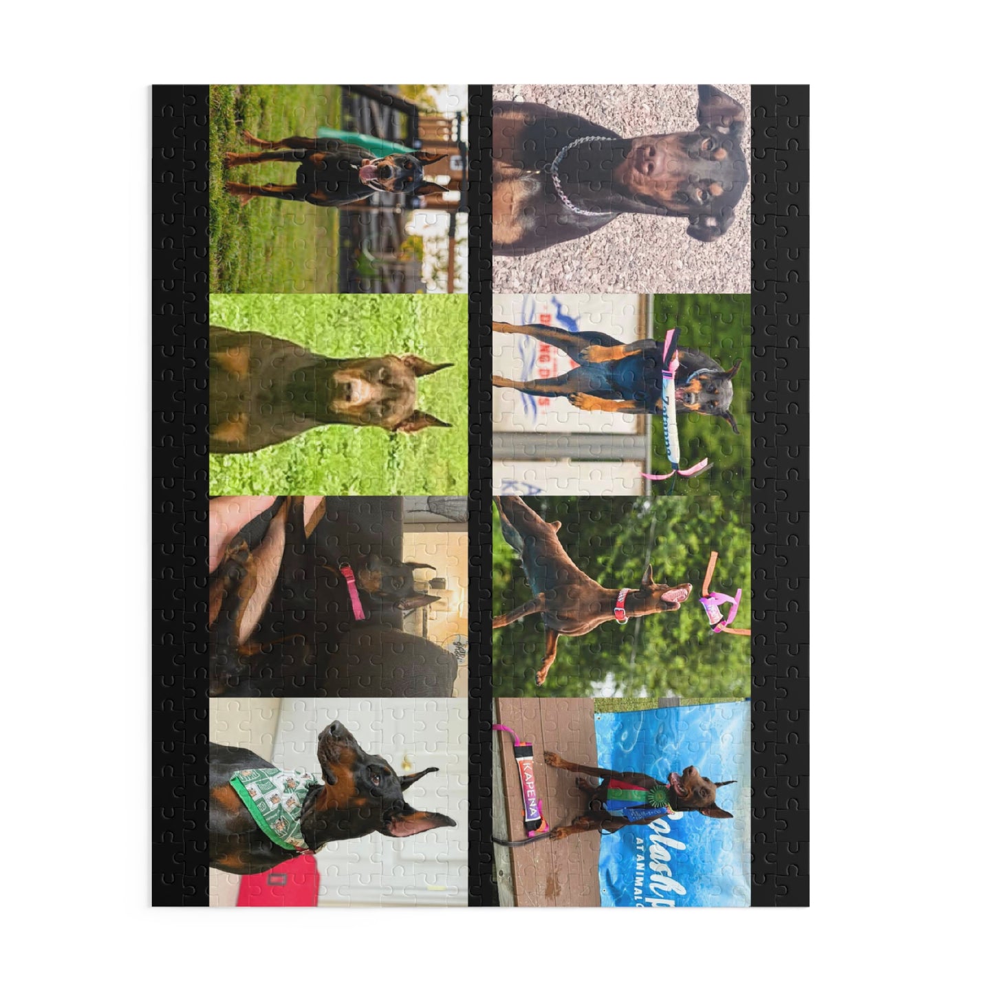 Limited Edition Doberman Community Jigsaw Puzzle 9