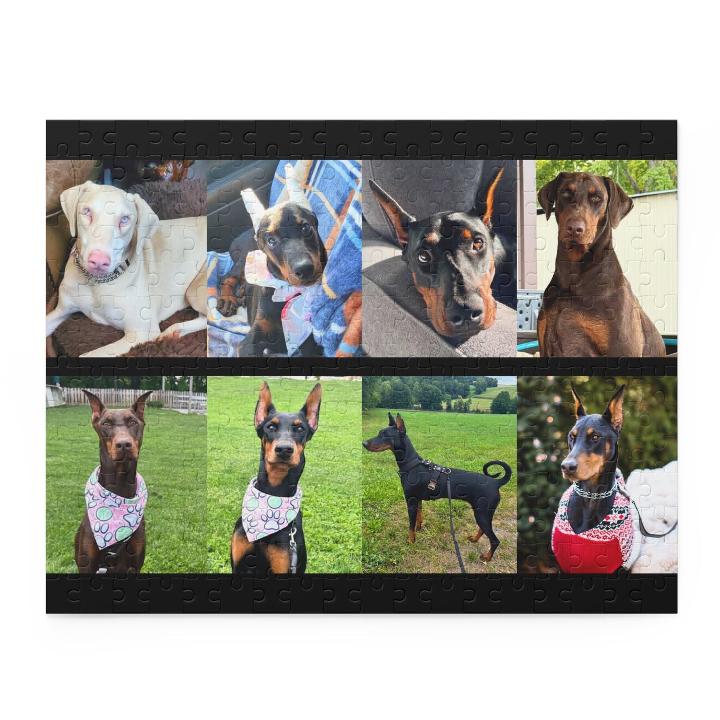 Limited Edition Doberman Community Jigsaw Puzzle 7