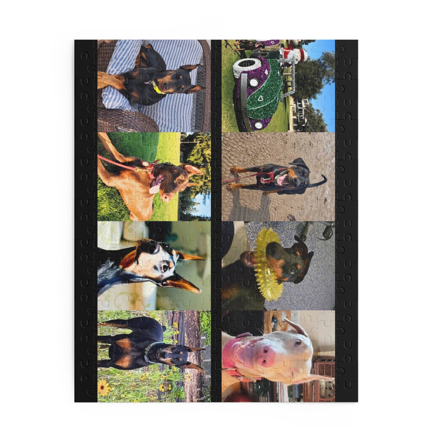 Limited Edition Doberman Community Jigsaw Puzzle 12