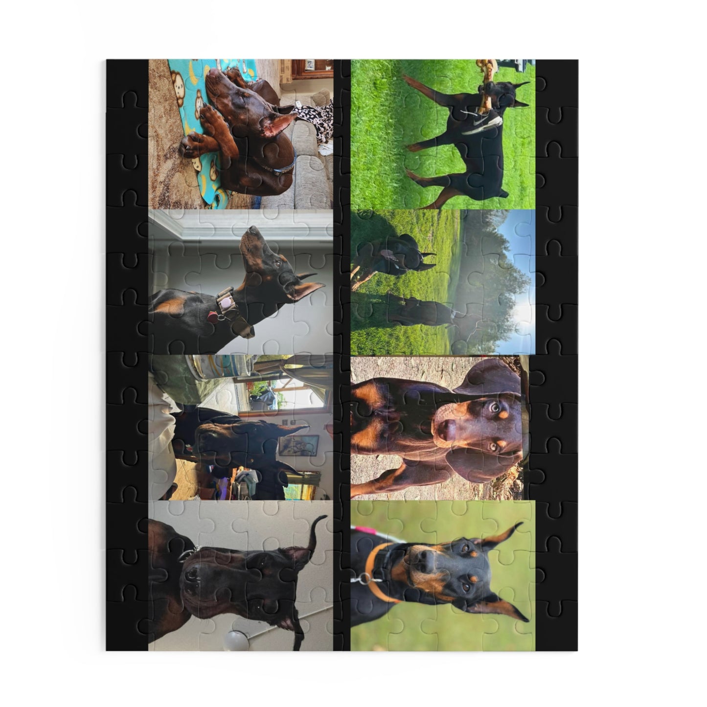 Limited Edition Doberman Community Jigsaw Puzzle 2