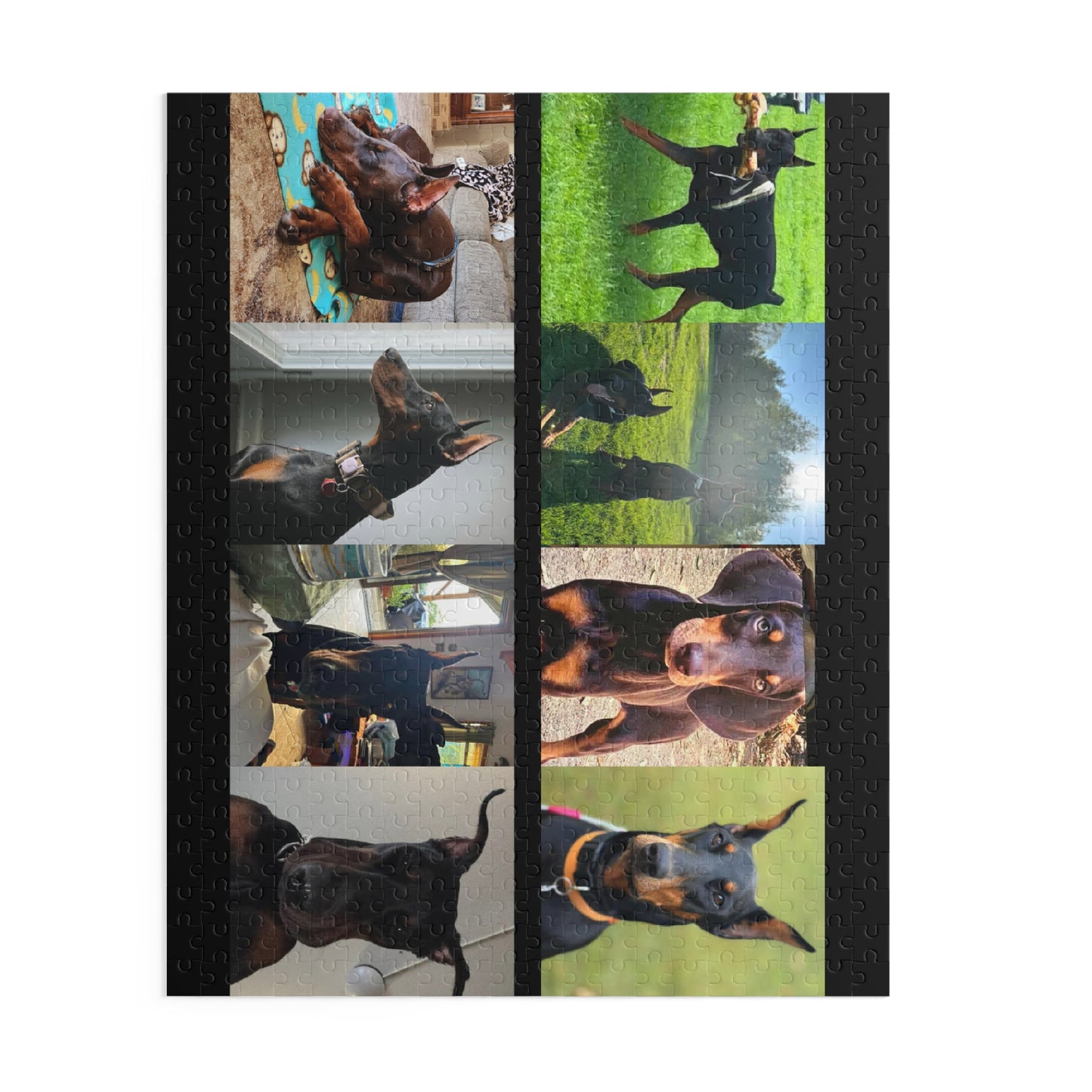Limited Edition Doberman Community Jigsaw Puzzle 2