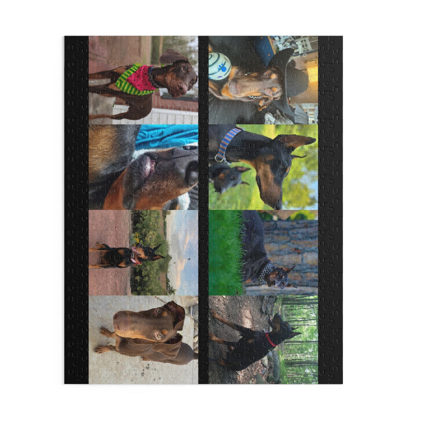 Limited Edition Doberman Community Jigsaw Puzzle 1