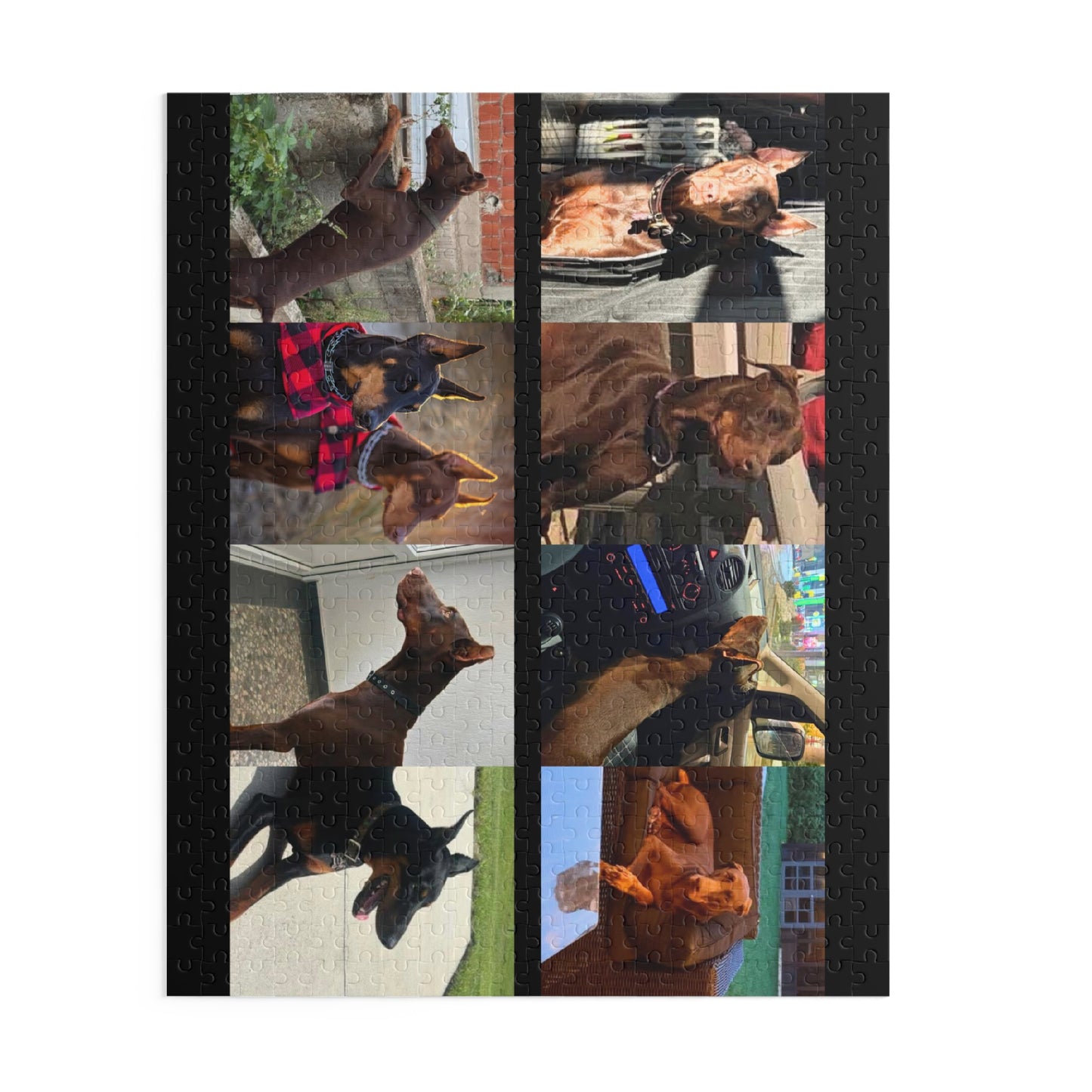 Limited Edition Doberman Community Jigsaw Puzzle 5