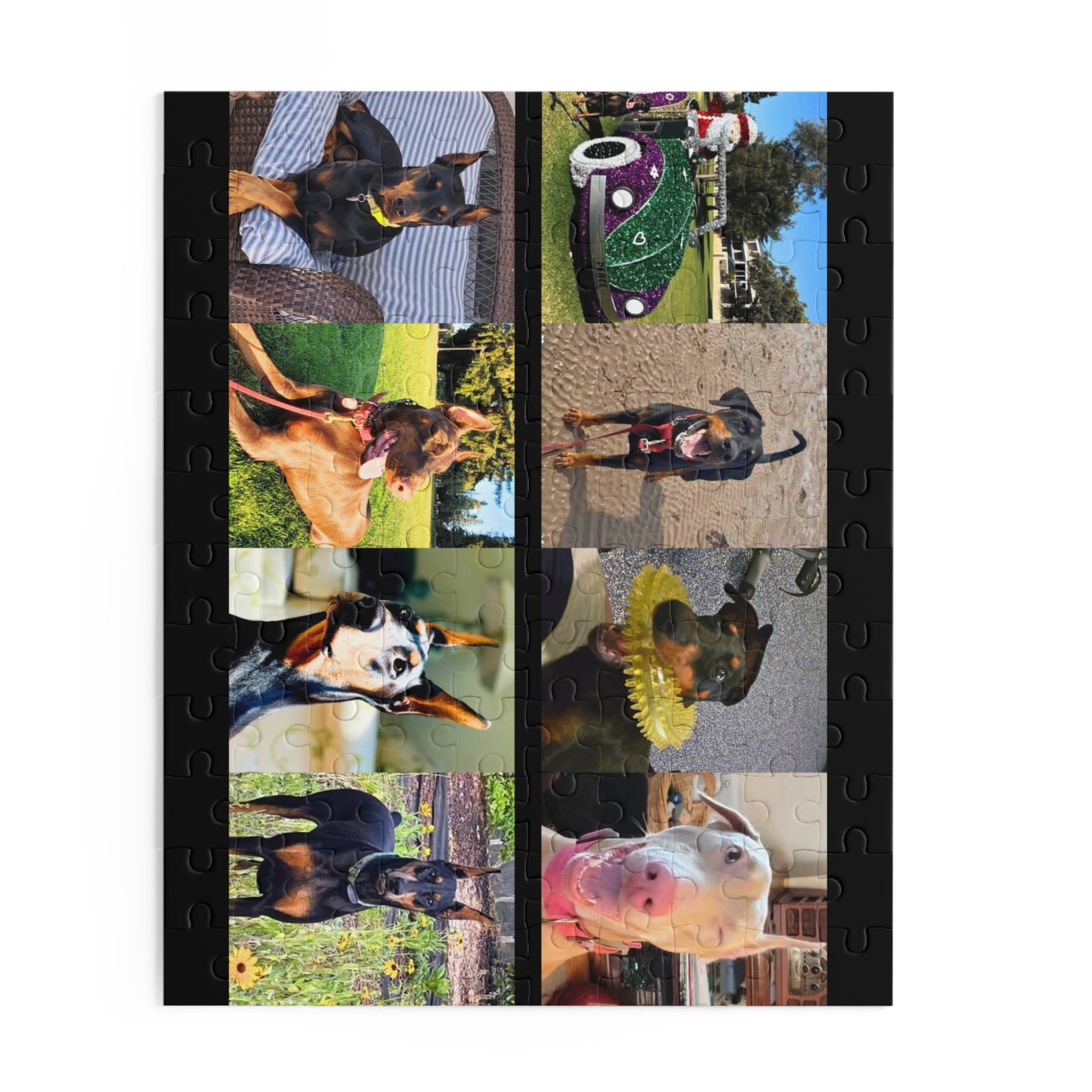 Limited Edition Doberman Community Jigsaw Puzzle 12