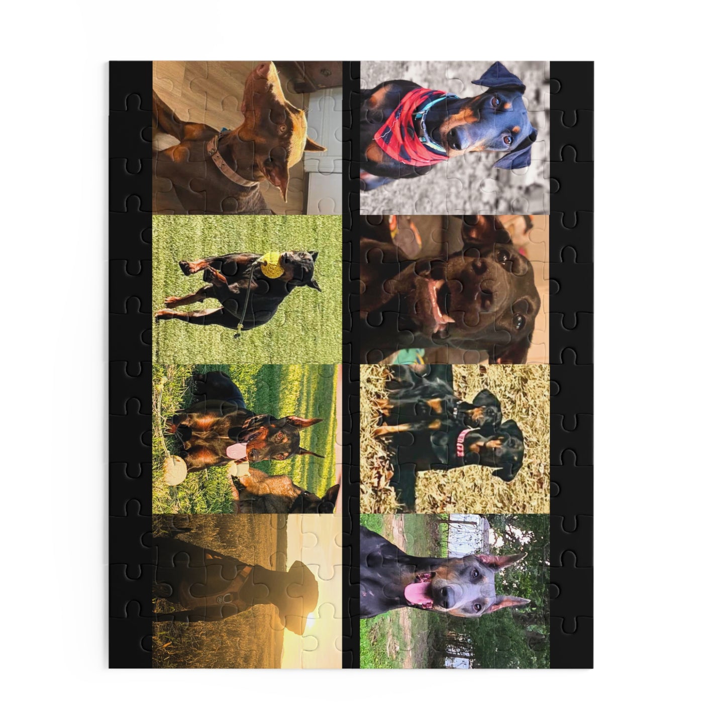 Limited Edition Doberman Community Jigsaw Puzzle 13