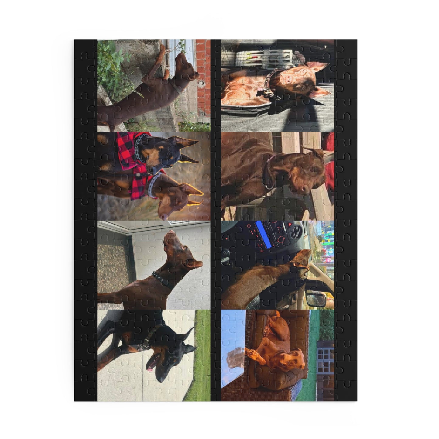 Limited Edition Doberman Community Jigsaw Puzzle 5