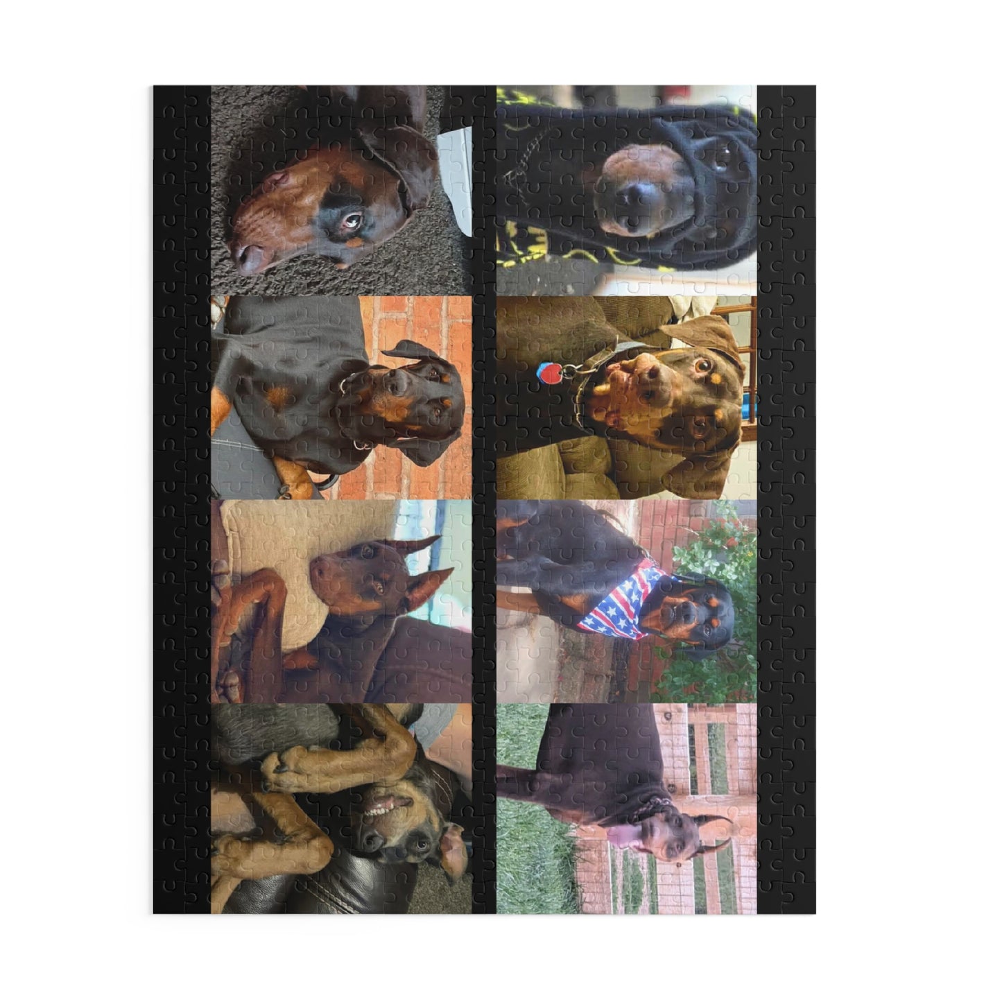 Limited Edition Doberman Community Jigsaw Puzzle 4