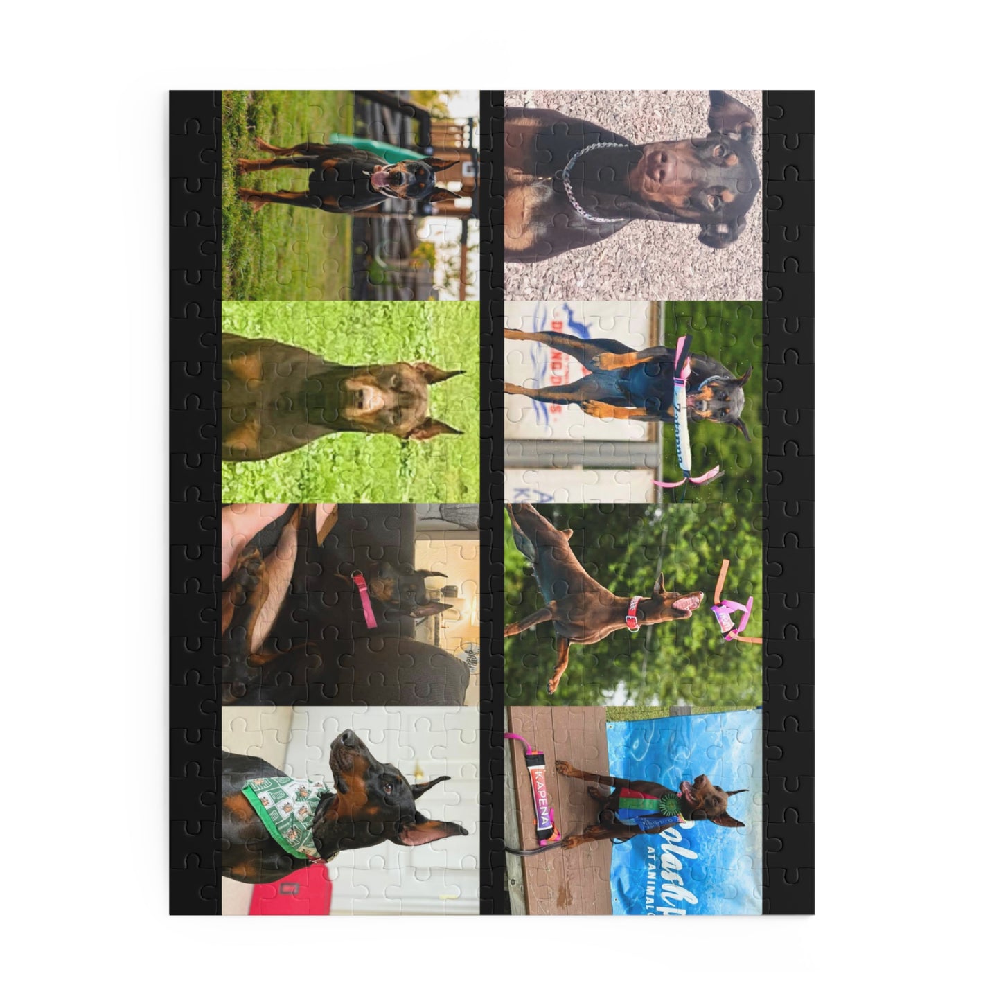 Limited Edition Doberman Community Jigsaw Puzzle 9