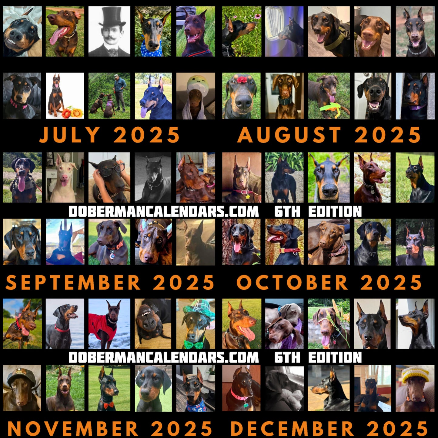 Doberman DTT 6th USA Edition Wall Calendars (2025)
