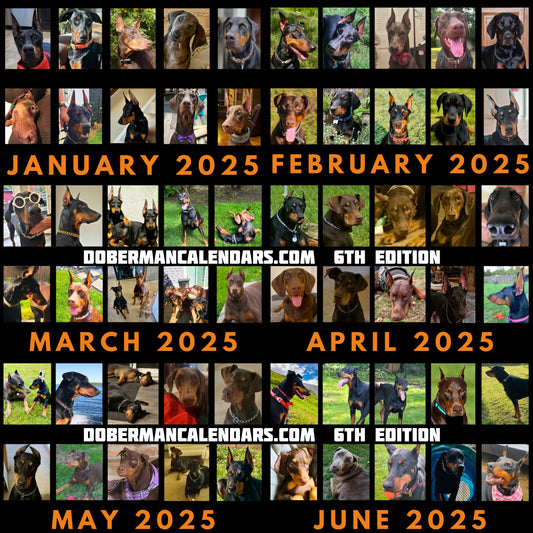 Doberman DTT 6th USA Edition Wall Calendars (2025)