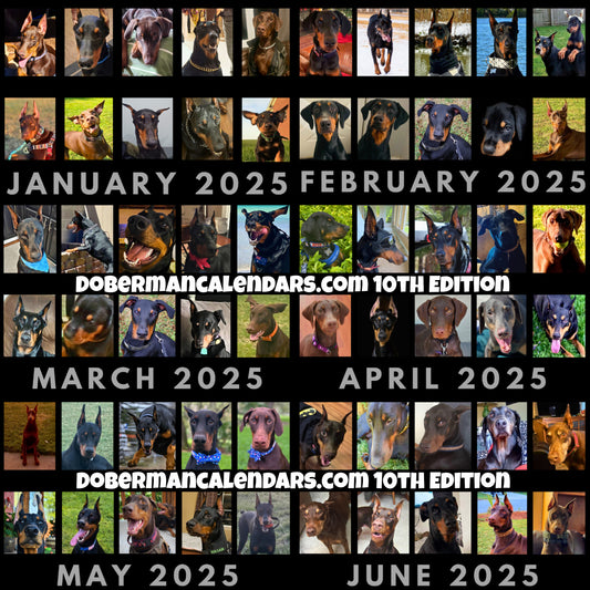 Doberman DTT 10th Edition Wall Calendars (2025)