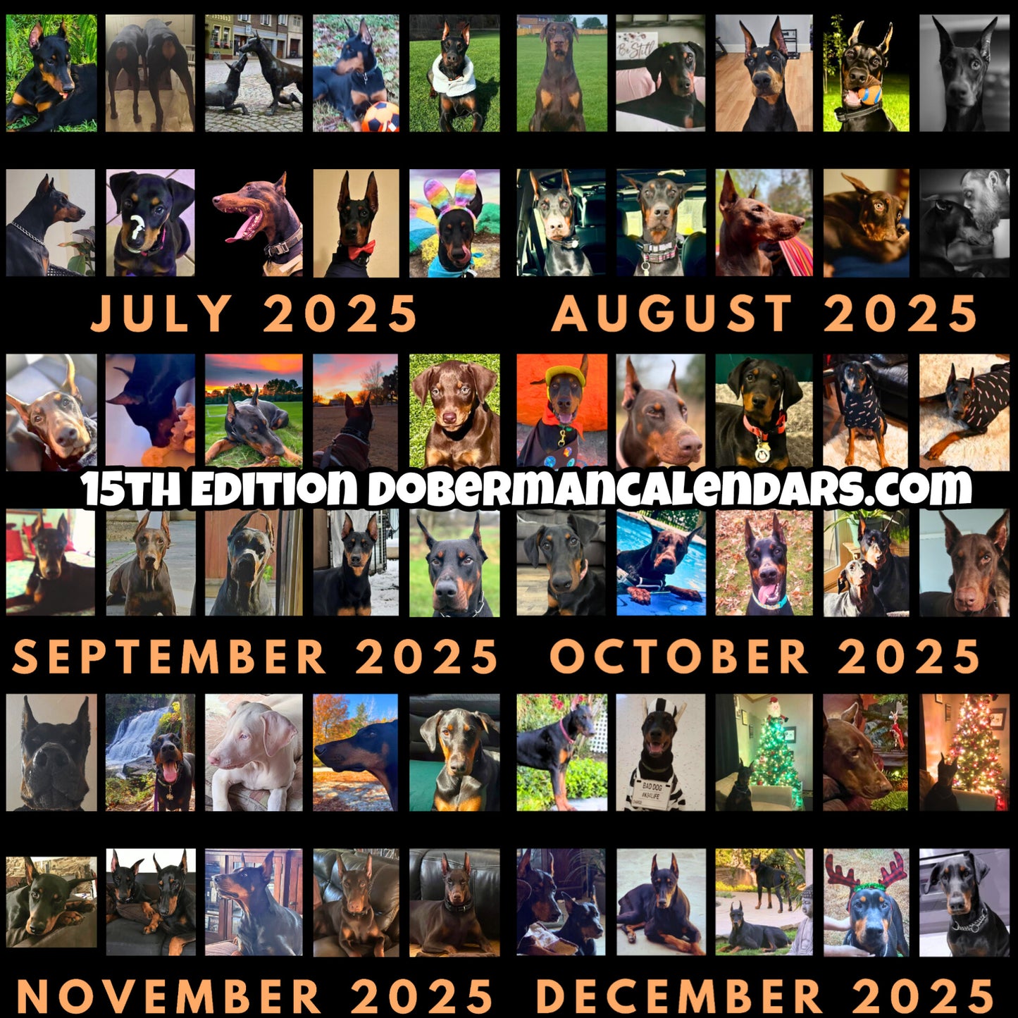 Doberman DTT 15th Edition Wall Calendars (2025)